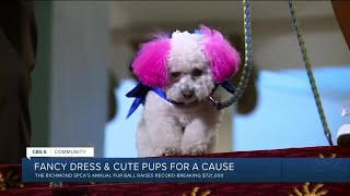 Richmond SPCA's Annual Fur Ball Recap