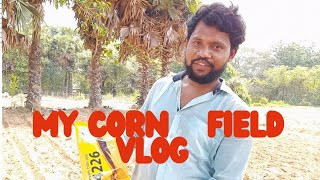 Corn was planted || Bhutta Rohoy Hoyna ||  ভুট্টা লাগানো হল