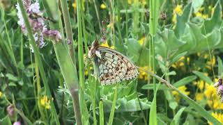 ニオベウラギンヒョウモンFabriciana niobe (Niobe Fritillary) 2023/07/01 Gela Altitude 1500m Bulgaria