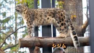 円山動物園のユキヒョウたち @北海道札幌市  Snow leopard in Sapporo Maruyama zoo, Hokkaido