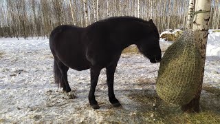 Медленная кормушка для лошадей. Принцип работы.