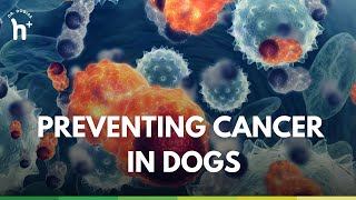Preventing Cancer in Dogs: An interview with Dr. Judy Morgan