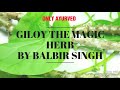 giloy the magic herb