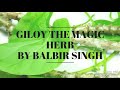 giloy the magic herb