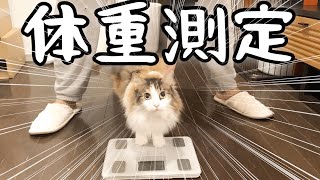 【猫体重測定】ノルウェージャンフォレストキャット、ロシアンブルー、アビシニアンの体重測定。Norwegian Forest Cat, Russian Blue, Abyssinian weigh.