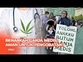 Legalisasi Ganja Medis, Amankah untuk Pengobatan?