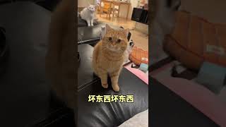 笨蛋哒哒哈哈哈哈哈#谁能拒绝傻憨憨的小猫咪 #记录猫咪日常 #大咪小咪的日常 #傻猫的日常 #小猫咪三分迷茫七分呆滞