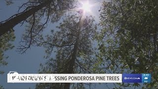 Ponderosa pines becoming stressed, reliant on monsoon moisture megadrought