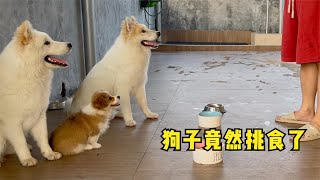 7个多月大的狗子，开始挑食了，这可如何是好 Dogs over 7 months old are picky eaters. How can this be good?