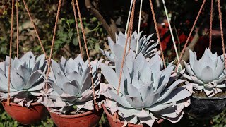 15 Echeverias que son Especies - Echeverias puras