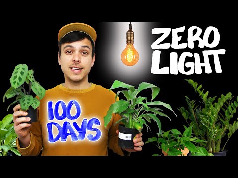 How long can plants go without sunlight?