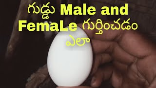 గుడ్డు పుంజు లేదా పెట్ట గుర్తించడం ఎలా How to locate an egg or nest in telugu