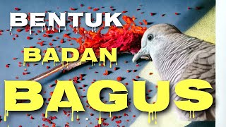 TERNYATA BEGINI BENTUK BADAN NYA YANG DI ANJURAN SUHU PERKUTUT ,,, CIRI BENTUK BADAN YANG BAGUS