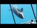 best of marineland antibes killer whales 2014