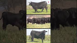 🔴 BRANGUS CATTLE Breed ✅ #brangus  #bulls #cows