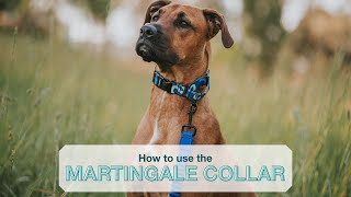 How to Use a Martingale Collar