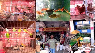 পানির দামে কবুতর একুরিয়াম ফিস পাখি কিনুন | birds market in bangladesh | pets shop in bangladeah