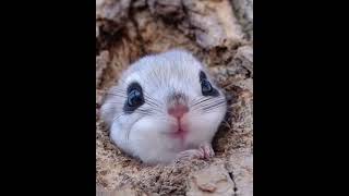 Most Adorable Flying Squirrel Ever Captured