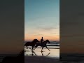 Sunset horseback riding in Morocco | Video by @yassine_cavalier