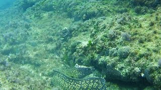 Επίθεση σμέρνας σε χταπόδι!  ~  Moray eel ATTACK Octopus