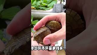 刚出生的小乌龟如何安全冬眠？两分钟速成班，立马学会乌龟冬眠！ #006