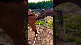 Horse breeding sense amazing #horse #horselover #horselove #ytshorts