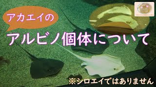 【第9回】アカエイのアルビノ個体について