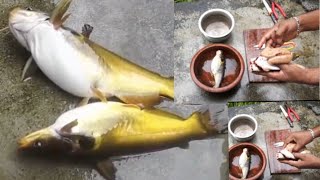 How to make yellow cat fish curry easily ?Yellow catfish cutting And preparation തനി നാടൻ മഞ്ഞക്കൂരി