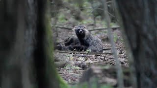 Raccoon Dog in the Białowieża Forest - Wild Poland