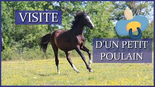 FOOTING AVEC MON PONEY🏃‍♀️  - On va voir un petit poulain