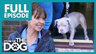 Needy Bulldog Puppy Needs Lots Of Attention | Full Episode | It's Me or The Dog