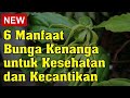 6 Manfaat Bunga Kenanga untuk Kesehatan dan Kecantikan