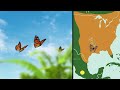 how do monarch butterflies know where to migrate