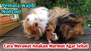 Tips Merawat Marmut Yang Baru Lahir