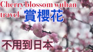 Wuhan Travel【Cherry Blossom】China Wuhan travel Cherry blossom