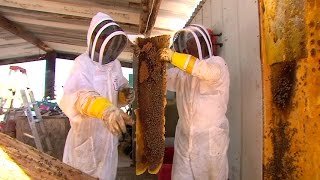 Risk Takers - 112 - Killer Bee Removal Expert | FULL LENGTH | MagellanTV