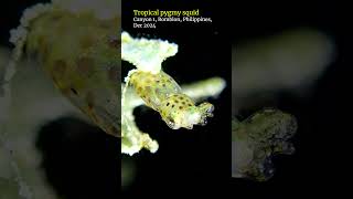 Tropical pygmy squid #romblon