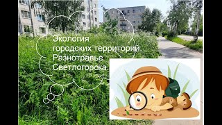 Экология городской территории. Разнотравье Светлогорска.