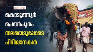 കൊടുങ്ങൂർ പെൺപൂരം; തലയെടുപ്പോടെ പിടിയാനകൾ | Major Kodungoor Devi Temple | Kodungoor | Aana pooram