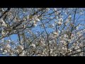 県立図書館庭園2014春　桜