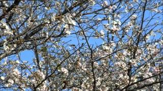 県立図書館庭園2014春　桜