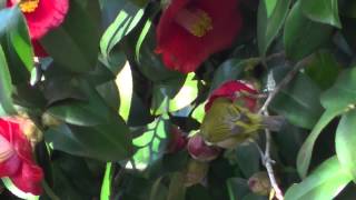 椿の花，梅の花とメジロ　Japanese White-eye and a camellia japonica,a Japanese apricot