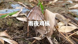 早起的鸟儿有虫吃，早起的人有鸡枞吃，雨天沉浸式采蘑菇 #沉浸式 #采蘑菇 #解压 #助眠 #红伞伞白杆杆