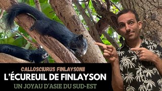 Callosciurus finlaysonii l’ÉCUREUIL de FINLAYSON : un Joyau d’Asie du Sud-Est