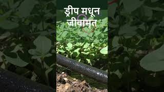 ड्रीप मधून जीवामृत#farming #agriculture #jeevamrut #shetkari #marathi #naturalfarming  #farmer