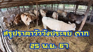 สรุปราคาวัวตลาดนัดโค กระบือวังประจบ ตาก ( 25 พฤศจิกายน 2567 )