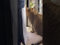 盗撮がバレた瞬間w shorts 保護猫　 猫　 cat