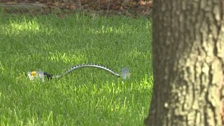 Tips for keeping your water bill down and your yard green during a drought