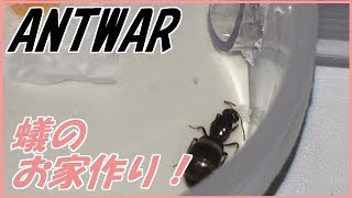 蟻戦争＃136 落ち着ける家を作ってあげれば女王アリは卵を産みます！ 編～preparation of ant house～