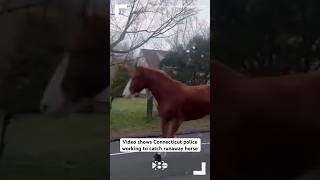 Video shows Connecticut police working to catch runaway horse